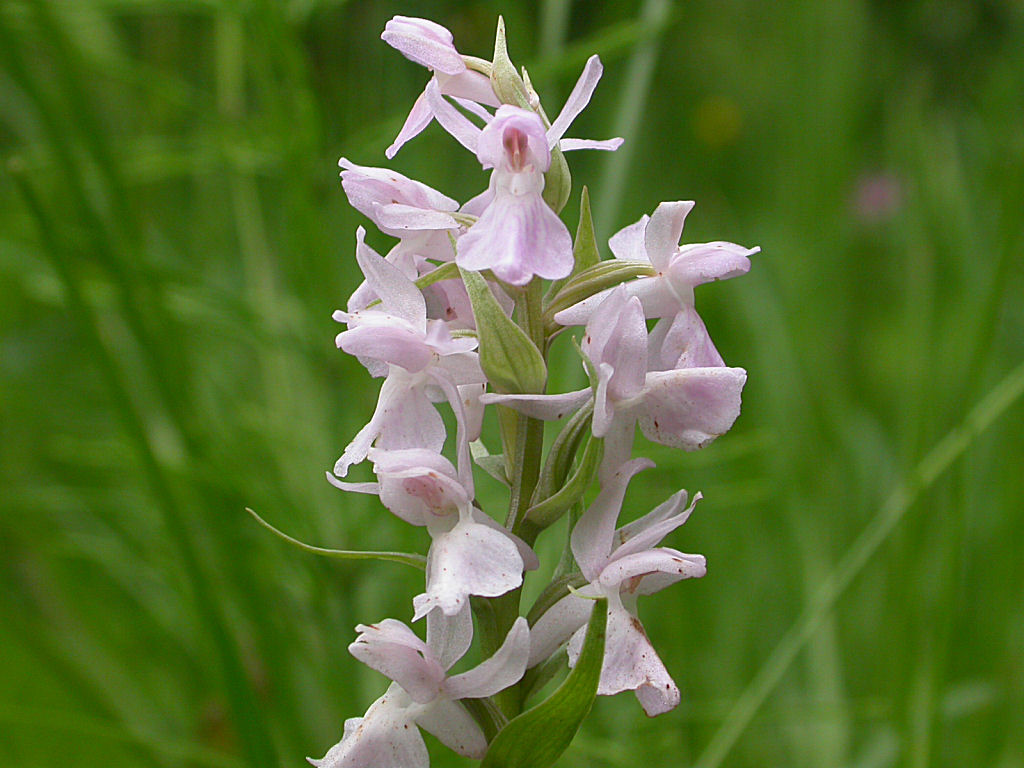 Dactylorhiza traunsteineri / Orchide di Traunsteiner